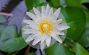 White lotus flower and lotus Leaf