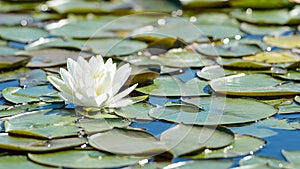 White lotus flower and lush foliage in natural lake