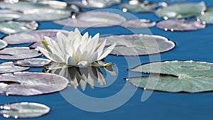 White lotus flower on mirror blue pond surface