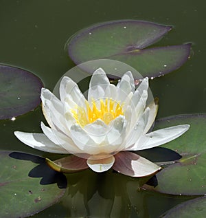 White Lotus Flower opens on a green pond