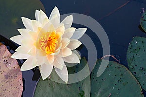 The white lotus flower in the peaceful pond,Top view