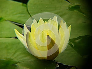 white lotus flower in a pond