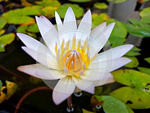 White lotus flower in the pool Dark background