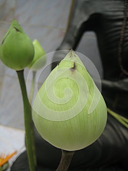 White Lotus flower