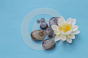 White lotus flower on round pebble stone