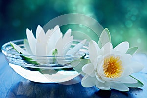 White lotus flower