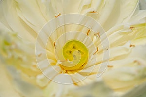 White Lotus Flower and the stamen