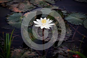 White lotus flower on the water