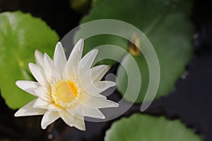 White Lotus Flower in water pot