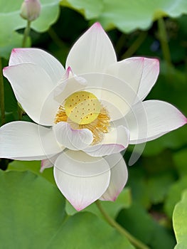 White lotus flower with yellow center among water lilies