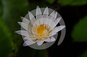 White lotus flower with yellow stamens
