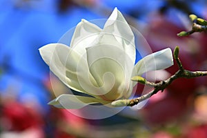 white Lotus-flowered Magnolia or Southern Magnolia or Loblolly Magnolia or Bull Bay or Large-flowered Magnolia flower
