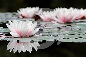 White lotus flowers