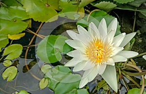 White lotus flowers blooming in water pot.