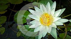 White lotus flowers blooming in water pot.