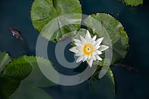 White lotus flowers in the lake