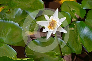 White lotus flowers in the lotus pond top view