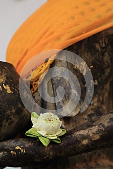 White lotus fold blooming on hand of Buddha disciple statue