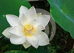 A white lotus in full bloom