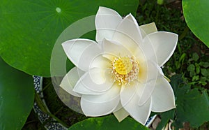 A white lotus in full bloom