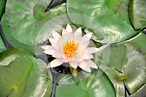 White lotus with green leaves