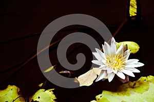 White lotus and green leaves in the poof.