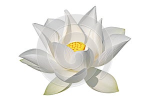 White lotus, isolated, clipping path included