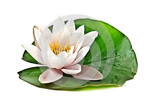White lotus on leaf