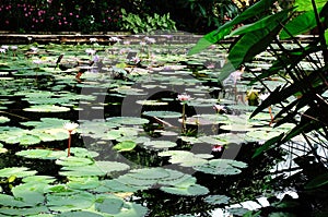 White Lotus leaf in lake
