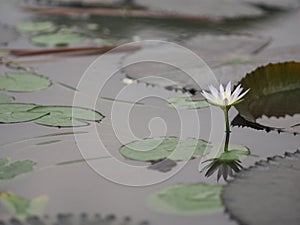 White Lotus leaf with sharp notches Nymphaea lotus NYMPHAEACEAE water lily nature