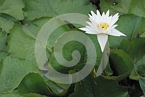 A white lotus likes white wine,it can make you smile,and get a good feeling photo