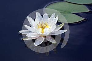 White lotus lily flower on water. botany and vegetation