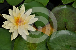 White Lotus Lily and lily pads.