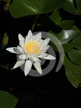 White Lotus in Botanical Garden photo