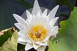 The white lotus means cleanliness in mind.