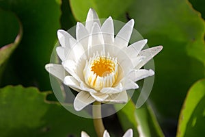 The white lotus means cleanliness in mind.