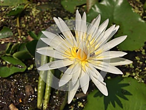 White lotus nature Insect pollination