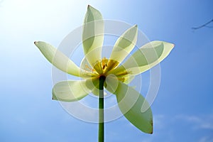 White lotus petal flourishing flower