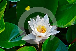 A white lotus photo