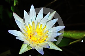 White Lotus in the pond