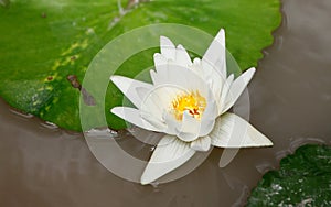 White Lotus in the pool