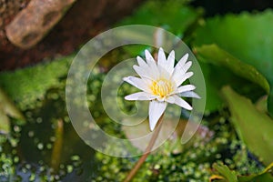 A white lotus that represents purity