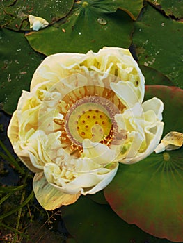 White Lotus Sacred Water Nelumbo Nucifera Plant Lily Hardy Rare Perennial