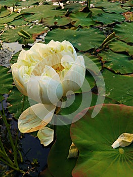 White Lotus Sacred Water Nelumbo Nucifera Plant Lily Hardy Rare Perennial