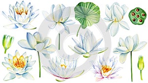 White lotus set, watercolor botanical illustration. Hand drawn floral illustration isolated on white background
