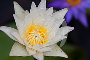 A white lotus show a yellow carpel with a blur violet lotus and leaf in back ground