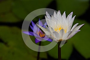 A white lotus show a yellow carpel with a blur violet lotus and leaf in back ground