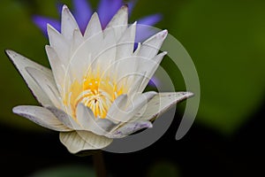 A white lotus show a yellow carpel with a blur violet lotus and leaf in back ground