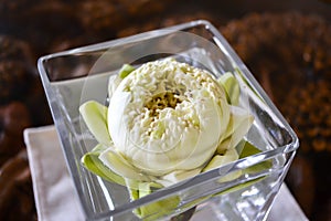 White Lotus single water lily flower in glass vase. Summer, spring blooming interior decor. Asian spirit simbol