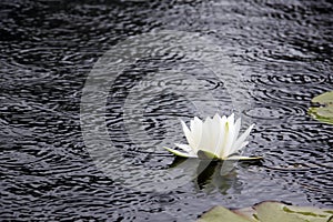 White lotus on surface of pond.